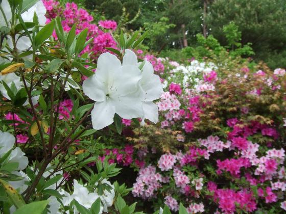 仙台文学館　ツツジ