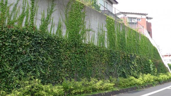 壁面緑化のすすめ