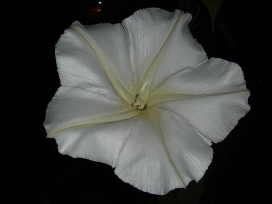 夕顔　『大好きっ！お花倶楽部』