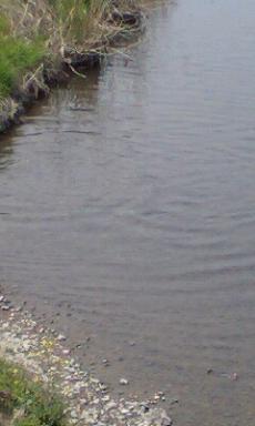 にごいの産卵？キジもいました。