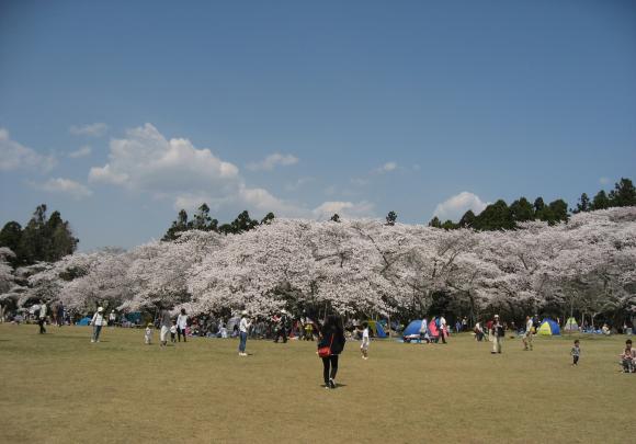 三神峯公園のさくら