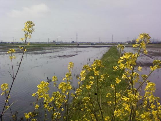 田植えが始まりました。