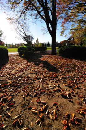 落葉のむこうに