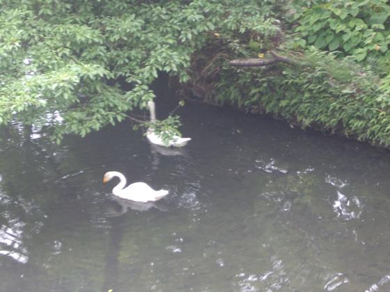 季節外れの来訪者