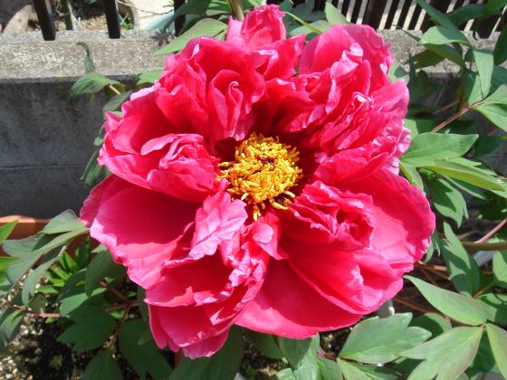 牡丹っ　『大好きっ！お花倶楽部』