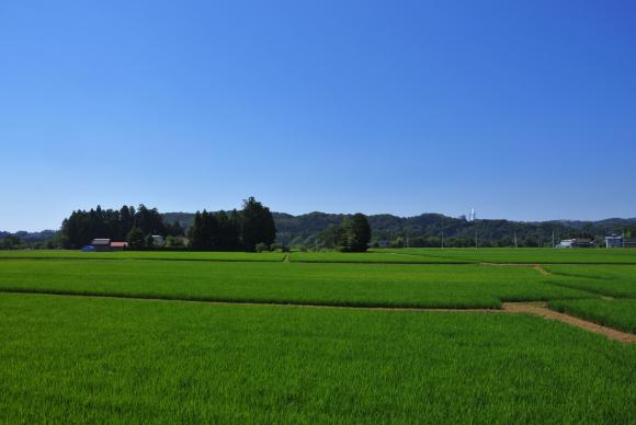 仙台大観音と田んぼ
