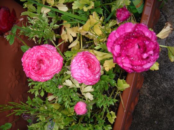 ラナンキュラスっ　『大好きっ！お花倶楽部』