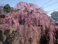 石橋屋の桜 2013 / 河原町