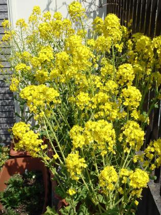 菜の花っ　『大好きっ！お花倶楽部』