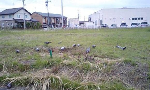 鳩の集会