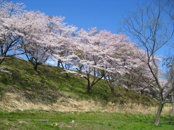 県消防学校の桜