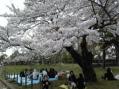 お花見日和