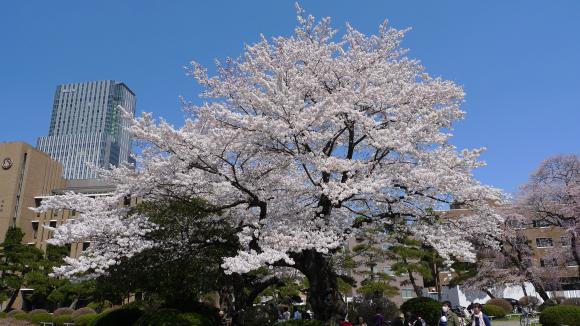東北大片平キャンパスの桜
