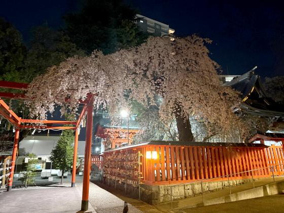 榴岡天満宮の夜桜