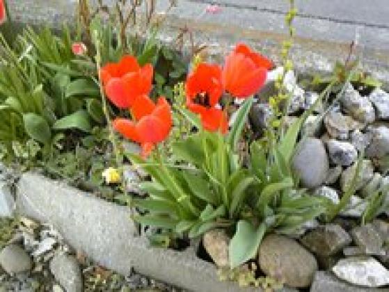 石割？チューリップ