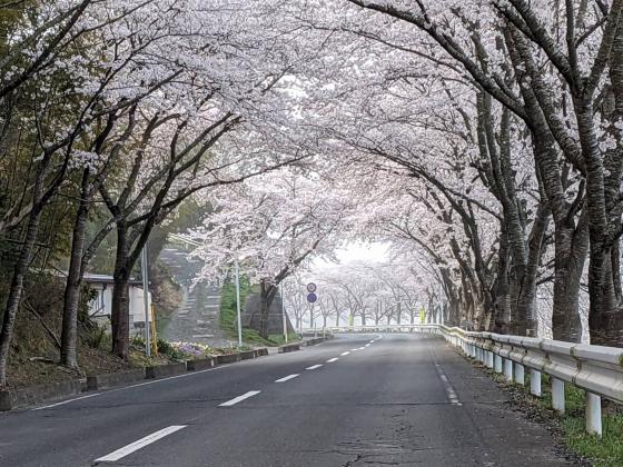涌谷城址前の桜並木
