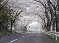 涌谷城址前の桜並木