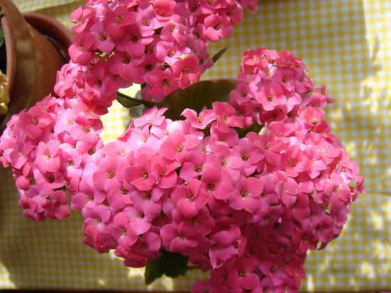 カランコエ　『大好きっ！お花倶楽部』