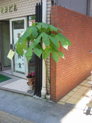 ど根性植物！？