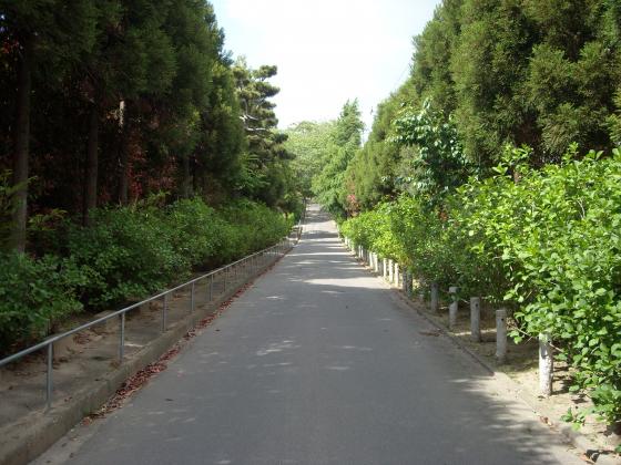資福寺　あじさい成長記