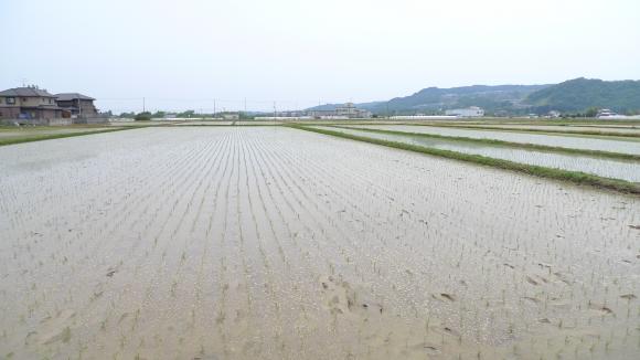 田んぼ／太白区富田地区