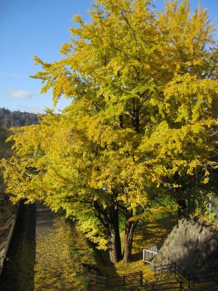 落葉／評定河原