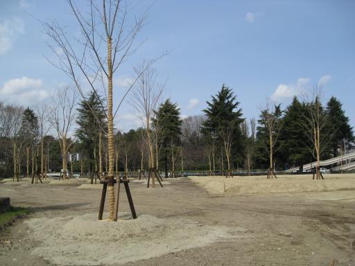 移植した桜の苗木