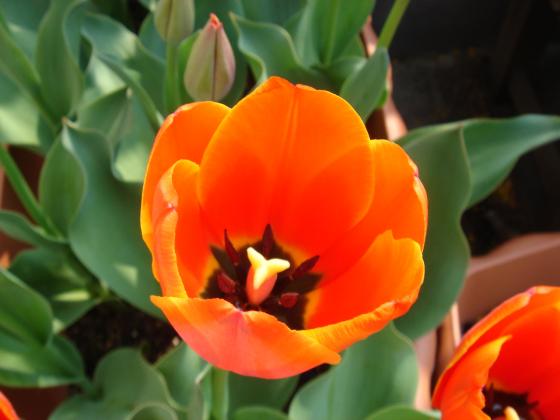 チューリップっ　『大好きっ！お花倶楽部』