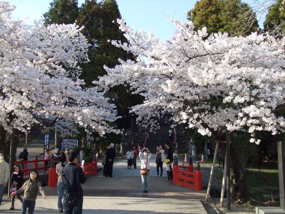 東照宮の桜