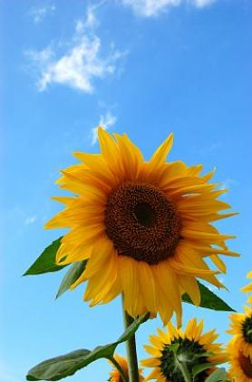 今年の夏も元気をくれた向日葵／若林区役所