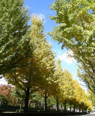 黄金色の並木道