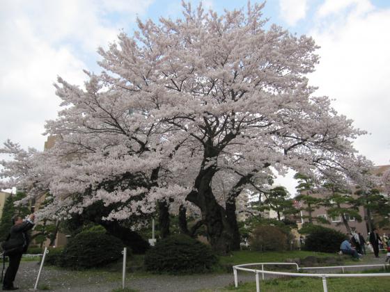東北大学片平キャンパス　２