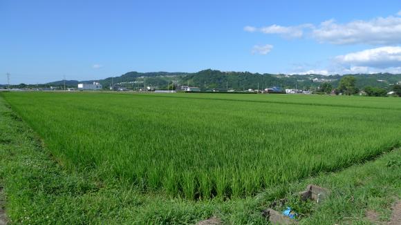 田んぼ その２ ／太白区富田地区