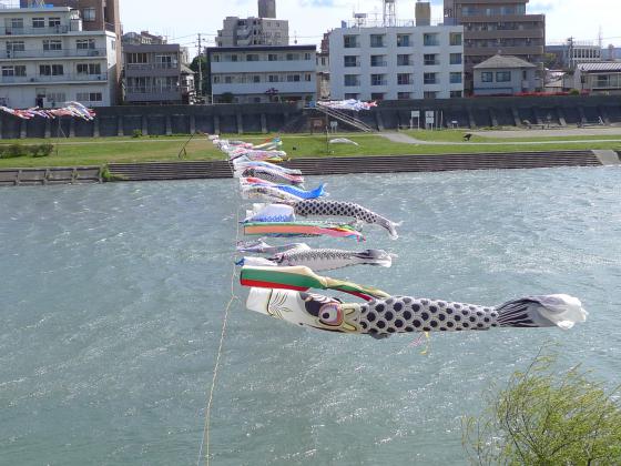 広瀬川のこいのぼり