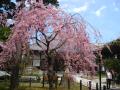 善導寺の桜