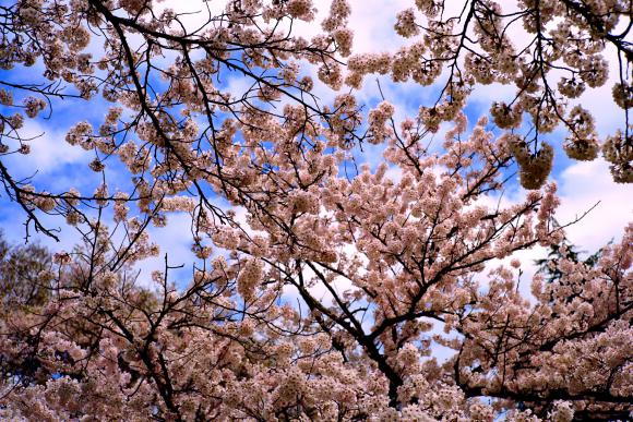 三神峯公園の桜