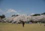 三神峯公園のさくら