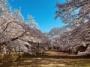 長命館公園の桜