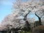 東北大学片平キャンパスのさくら