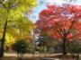 西公園の秋