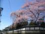 中島丁の桜