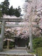 桜／大崎八幡宮