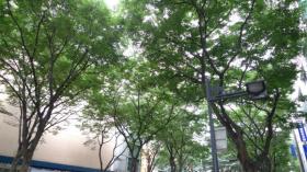 街灯の伊達政宗／青葉通