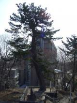 瞑想の松展望台