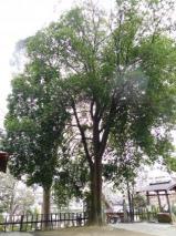 多賀神社のシラカシ