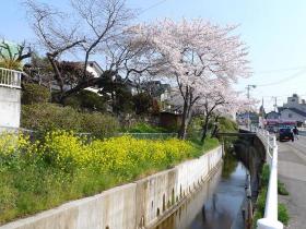 木流堀のさくら/鹿野本町