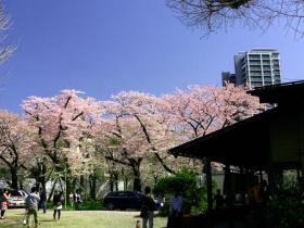 桜宴