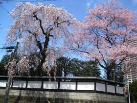 中島丁の桜