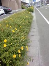 黄色の花/若林区荒井