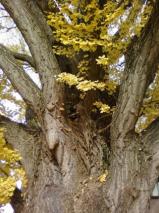 イチョウの大樹